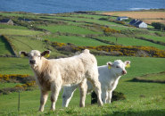 Sheep's Head Peninsula, main image